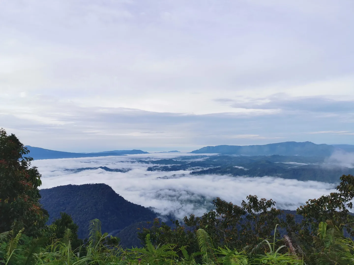 Hutan hujan berkabut di Borneo