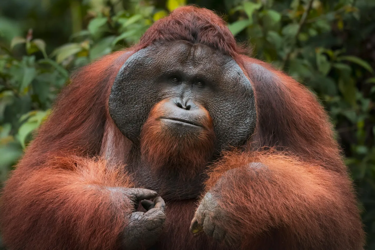 Orangutan di hutan hujan