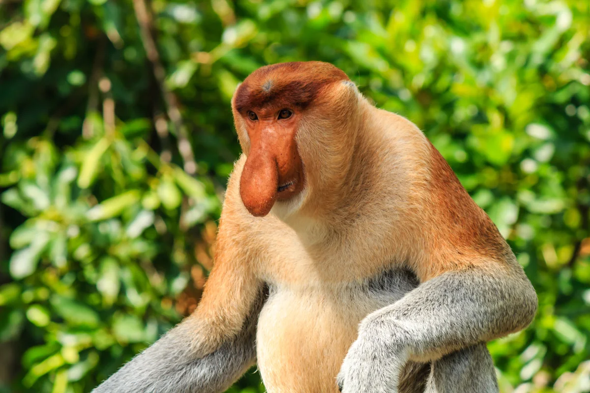 Bekantan di hutan hujan