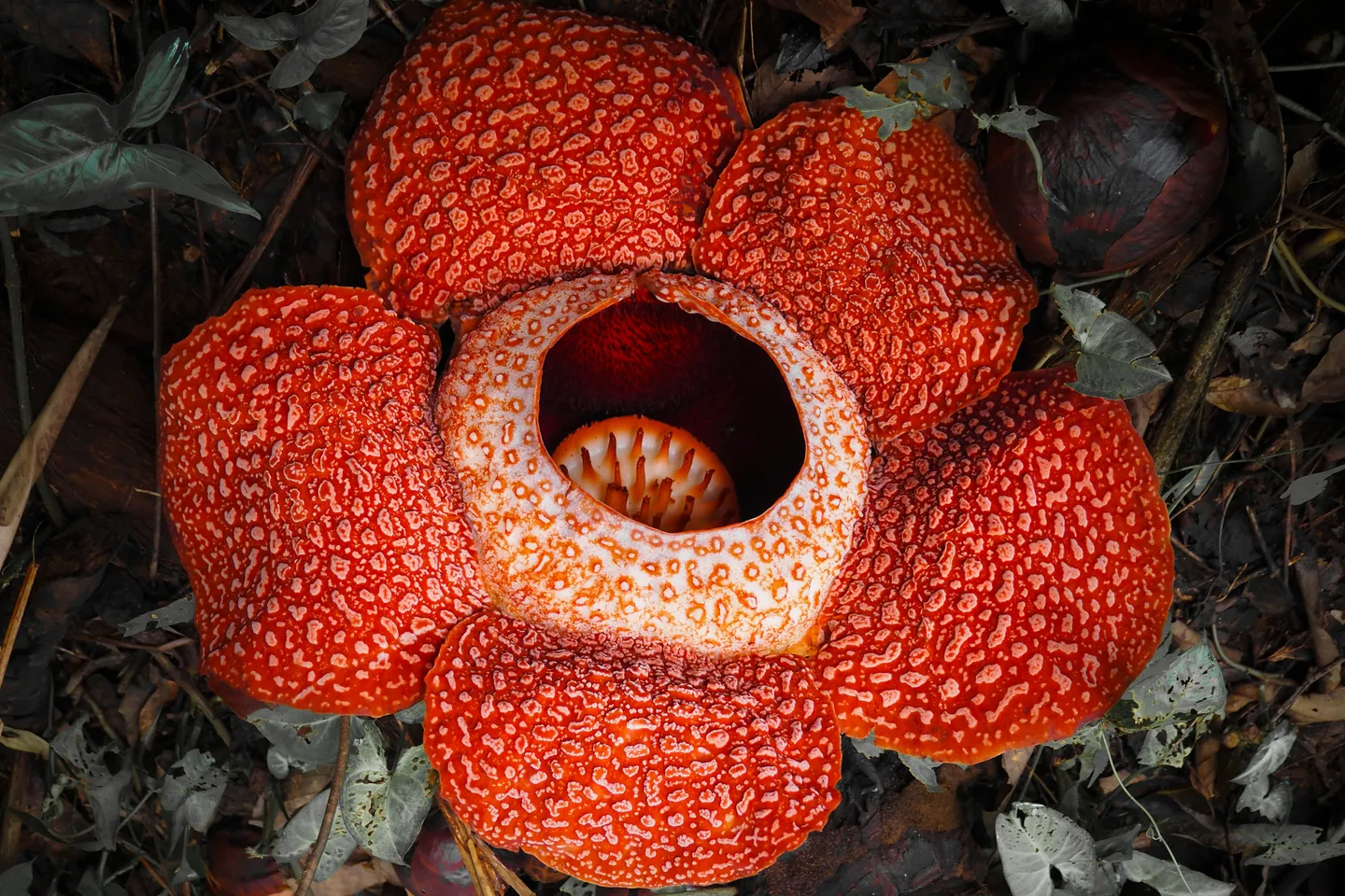 Bunga rafflesia